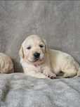 Golden Retriever szczeniak ZKwP FCI