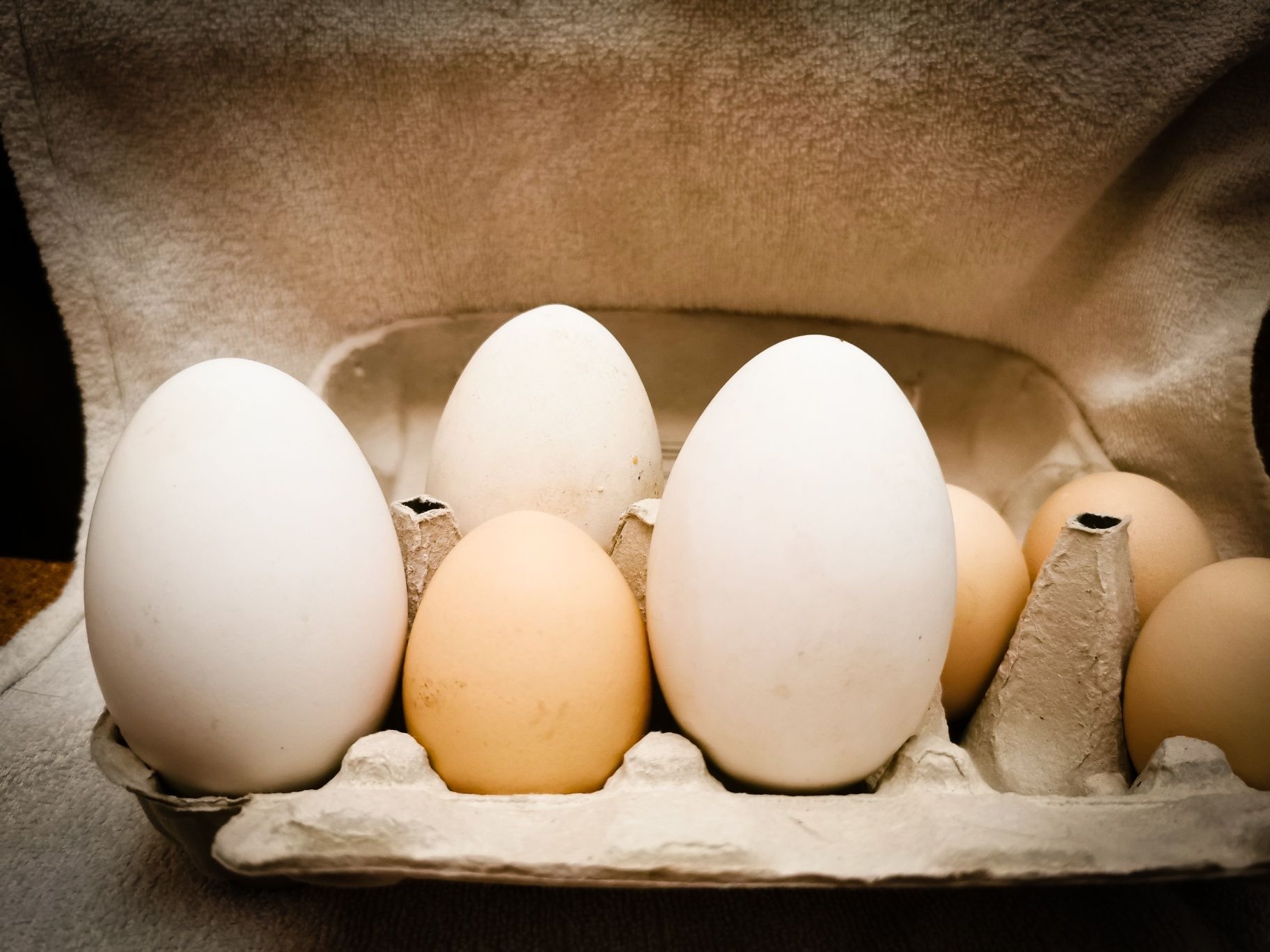 Jaja spożywcze i lęgowe gęsi garbonosej, kaczki francuskiej