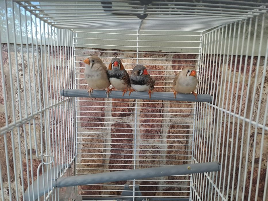 zeberki zeberka papużki