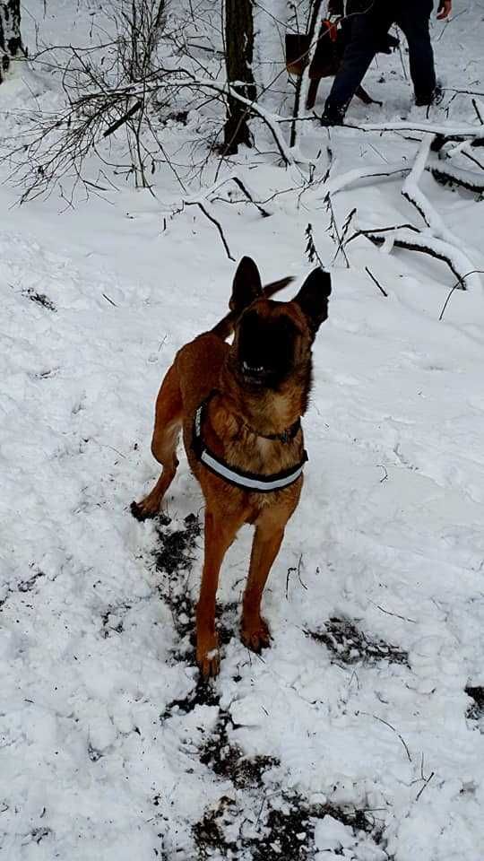 Owczarek belgijski Malinois mix kora w schronisku  w lututowie