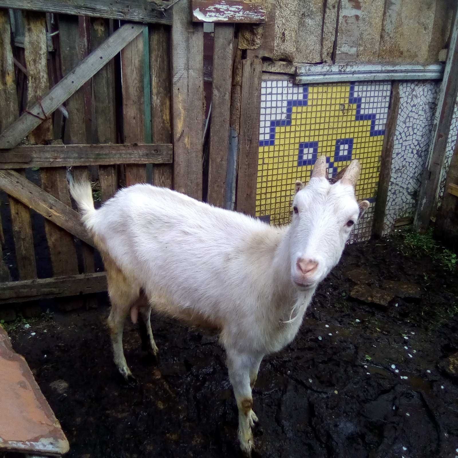 Продаеться коза породи зааненська - ламанча.