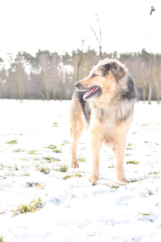 Mobi - średniej wielkości pies do adopcji - podaruj dom