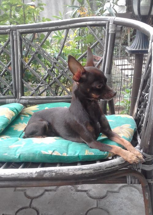 ШОКоладные тойчики