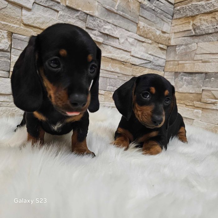 Jamnik  krótkowłosy czarny podpalany