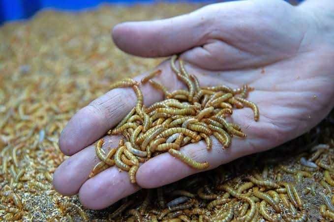 Tenébrios Vivos [Larva-da-farinha] - Alimento vivo