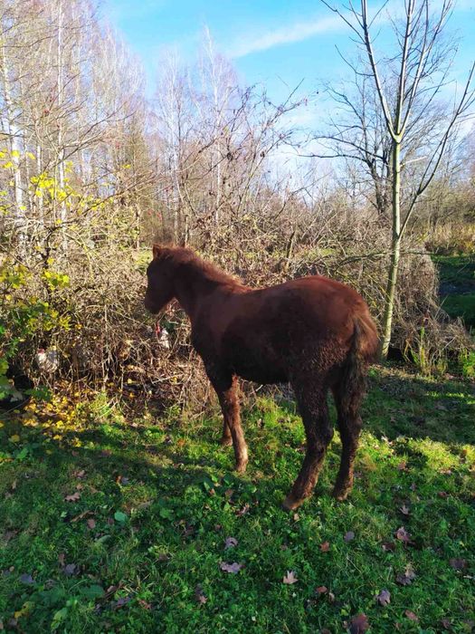 Продам лоша 8 місяців