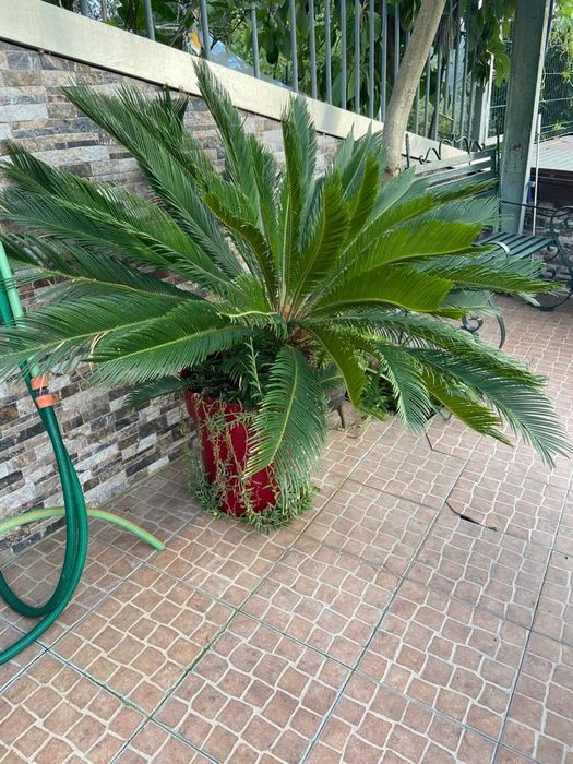 Palmeira Cica grande (opção c/ vaso)