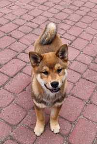 Shiba Inu suczka