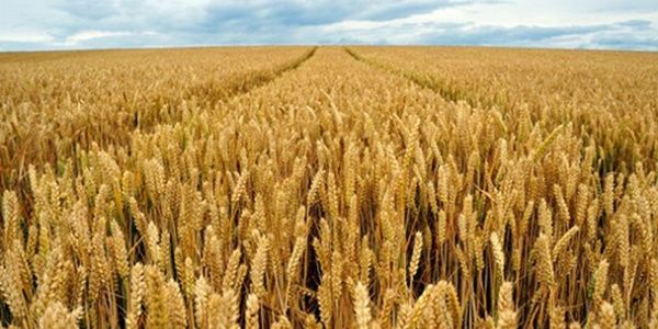 Продам пшеницю пшеницю