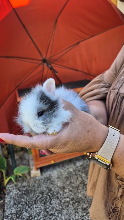 Coelhos Anões bebés.