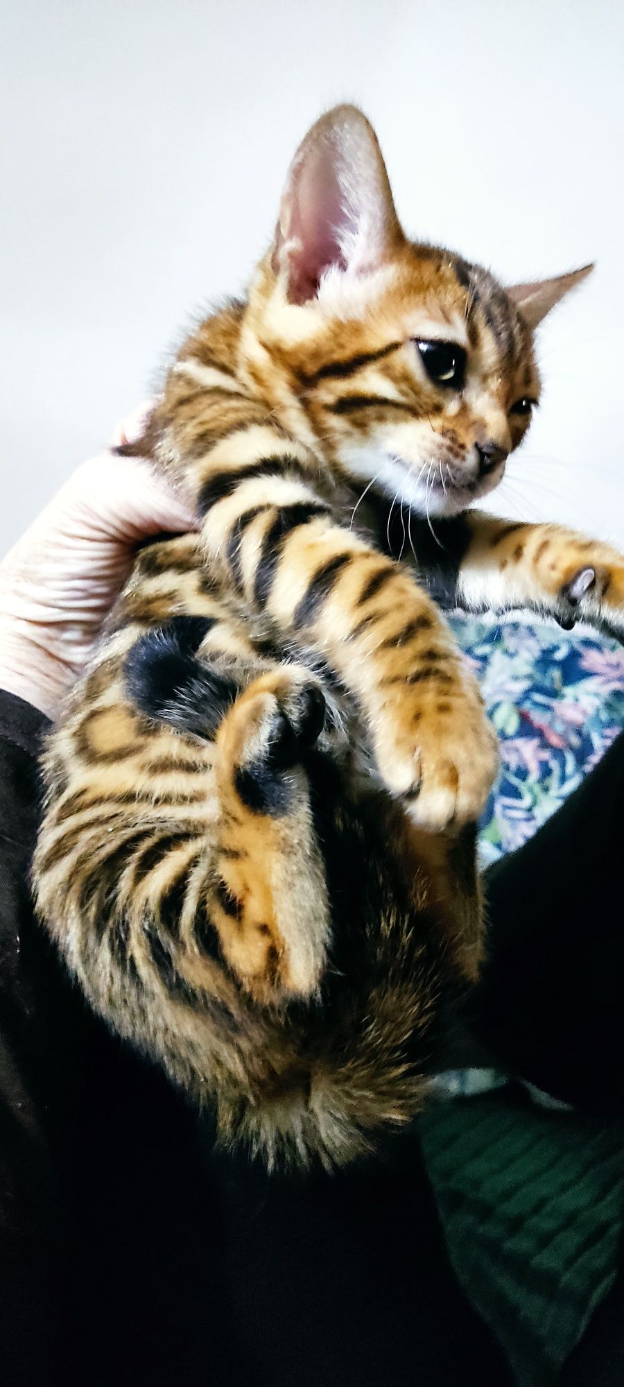 Bengal bom pedigree