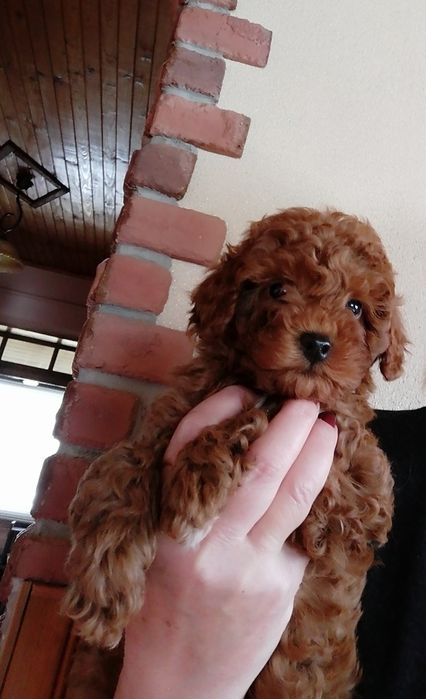 Красунчики той пудельки