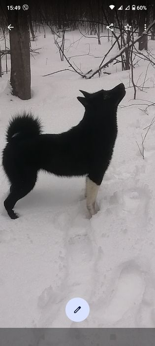 Суки РЄЛ шукають новий дім