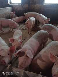 Продам домашні свині