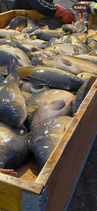 Karp Żywy Handlowy Hurt