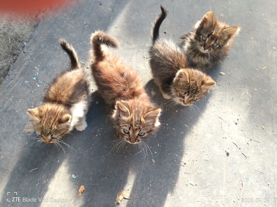 Віддам кошенят у добрі руки