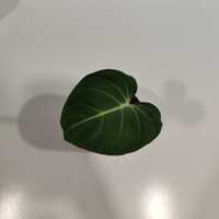 Philodendron gloriosum