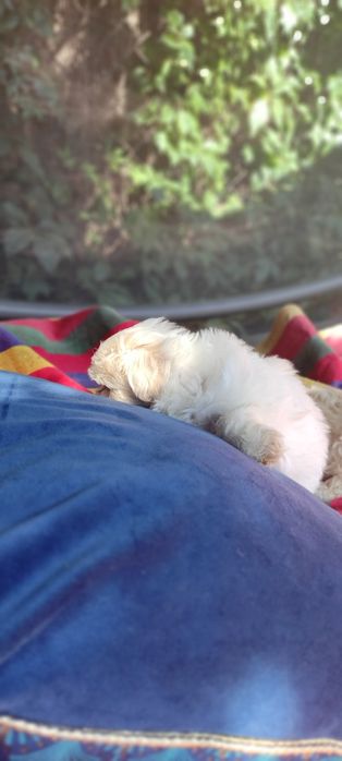 Maltipoo suczka Warszawa pudel maltańczyk