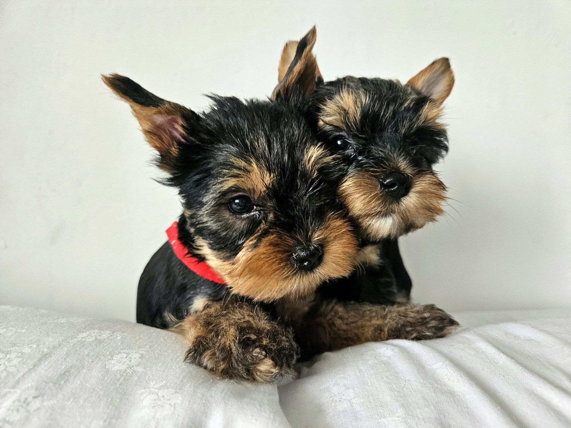 Piesek Yorkshire terrier