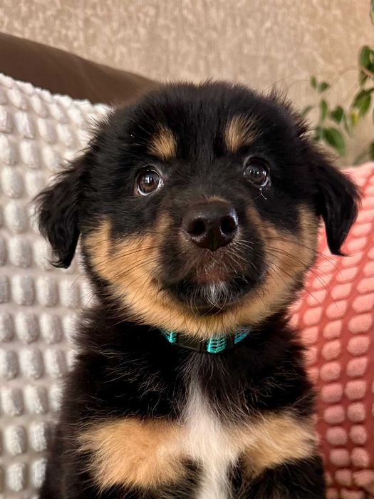 Puchata kulka do adopcji - Bazylia!