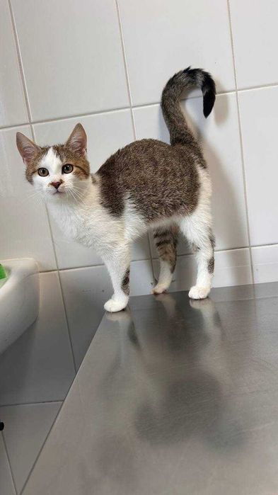 Подарю прекрасних котів