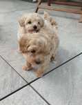 Maltipoo piękny szczeniak piesek
