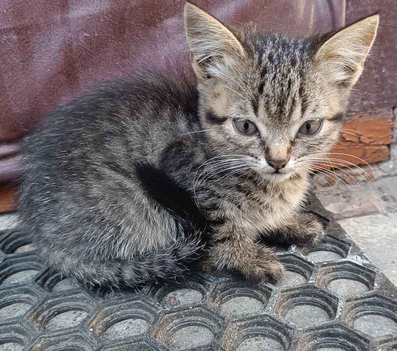 Котенята в добрі руки