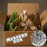 Modliszka Mystery Box