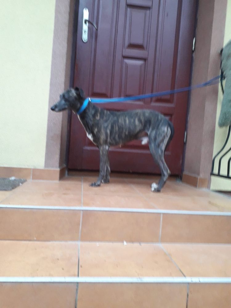 Chart angielski whippet pies