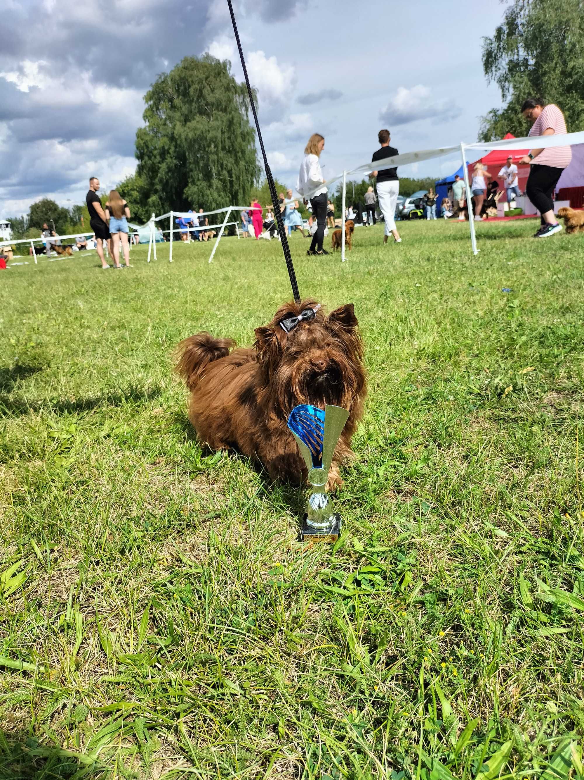 Yorkshire terrier chłopak