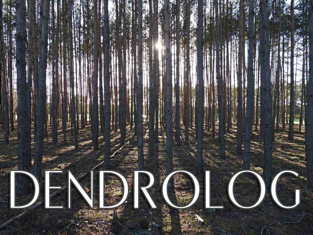 Dendrolog, Ornitolog, ekspertyzy, chiropterolog, inwentaryzacje