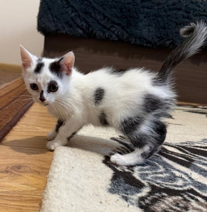 dwa maluchy do adopcji, mruczące i miziaste