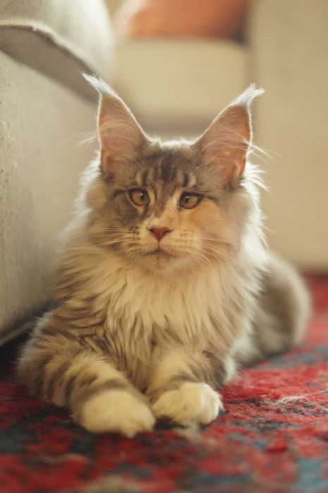 Sabrina niebieska szylkretka z bielą Maine Coon