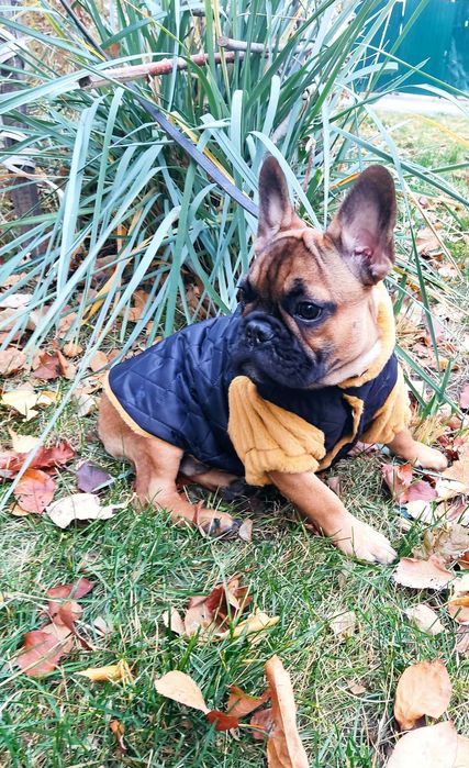 Кобель В'ЯЗКА (ШУКАЄ НАРЕЧЕНУ!!! НЕ...ВІДДАЄТЬСЯ!!)Французький Бульдог