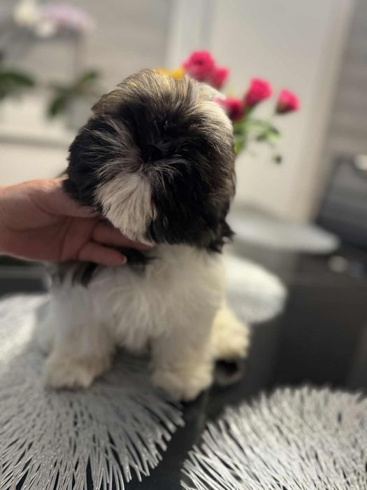 Shih Tzu ZkwP FCI szczeniaczek