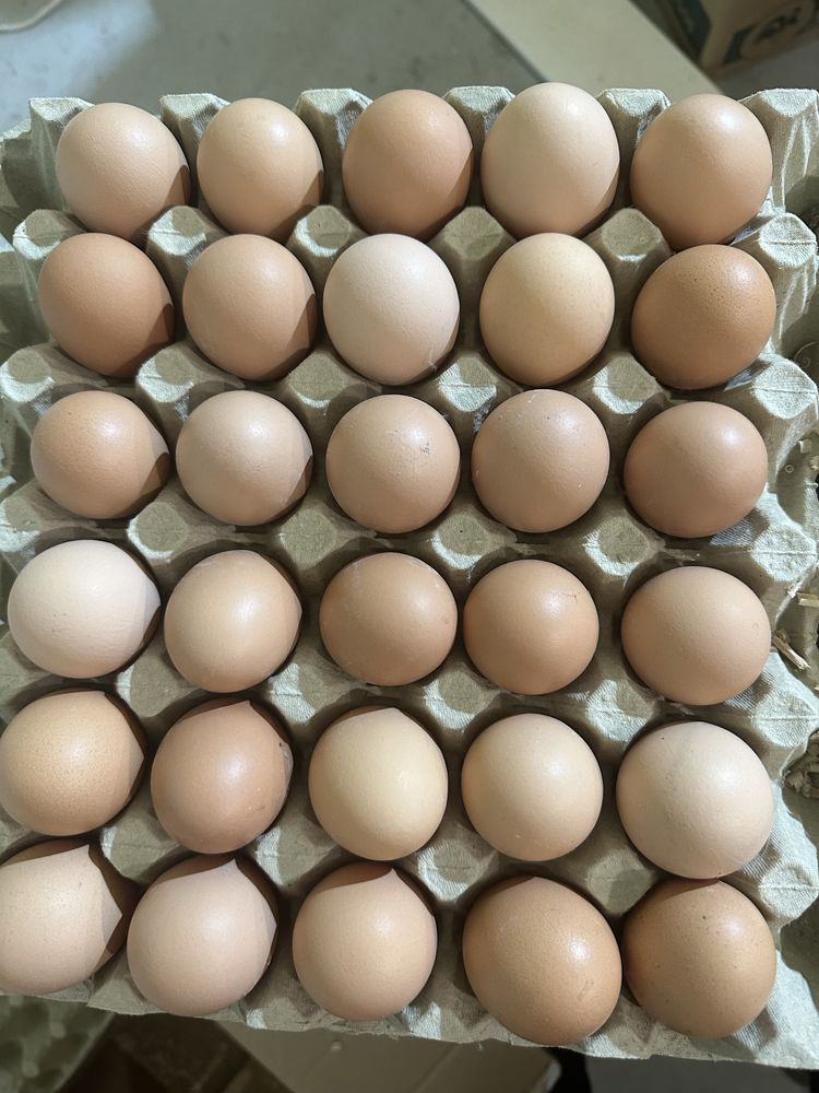 Інкубаційне яйце Редбро ( м’ясояєчні))