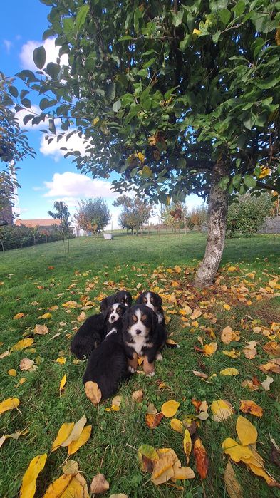 Berneński Pies Pasterski