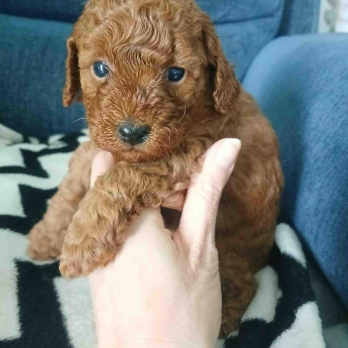 Pudel miniatura red suczka.