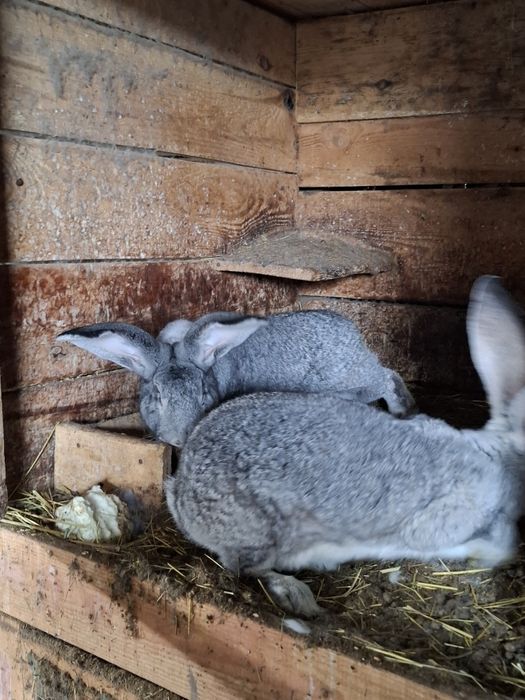 Króliki olbrzym belgijski kalifornijskie
