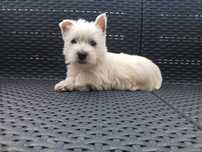 piesek rasy West Highland White Terrier (Westie)