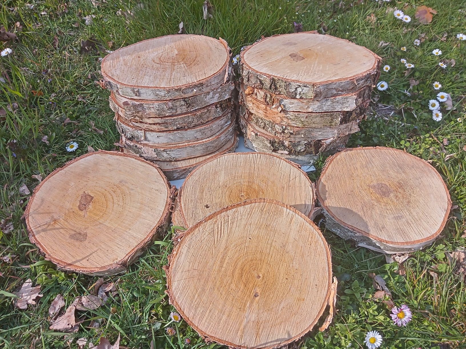 PLASTRY DREWNA Brzoza Sosna 20 SZTUK 20-25cm Krążki Podstawki