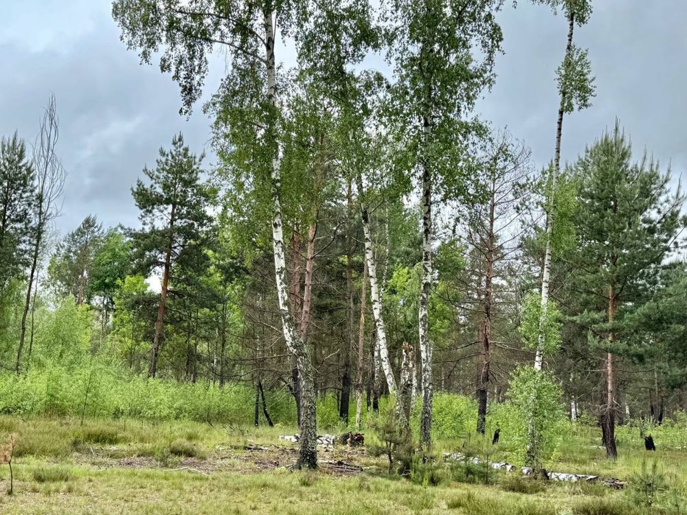 ‼️ Терміново Земельна ділянка 14 га с. Королівка