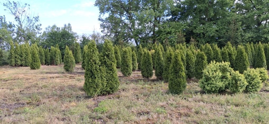 Tuja szmaragd 25 zł 160-200