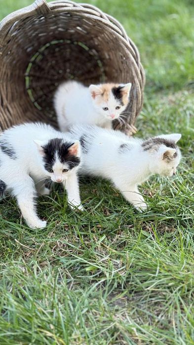 Kotki do adopcji
