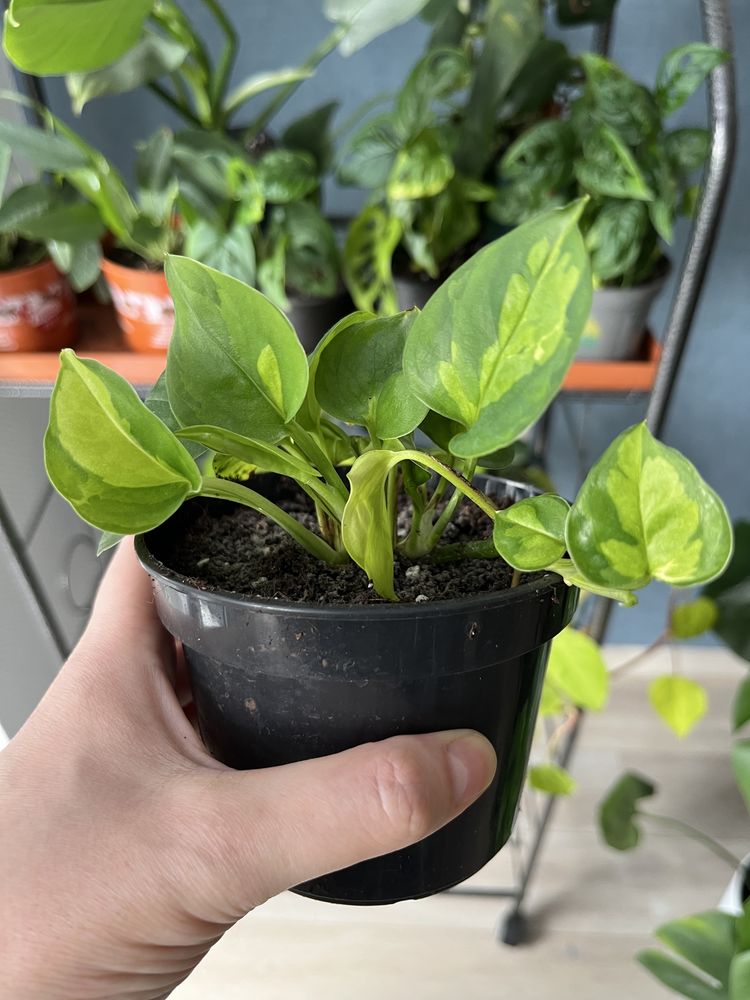 Epipremnum happy leaf,cebu blue,global green.Philodendron lemon,brasil