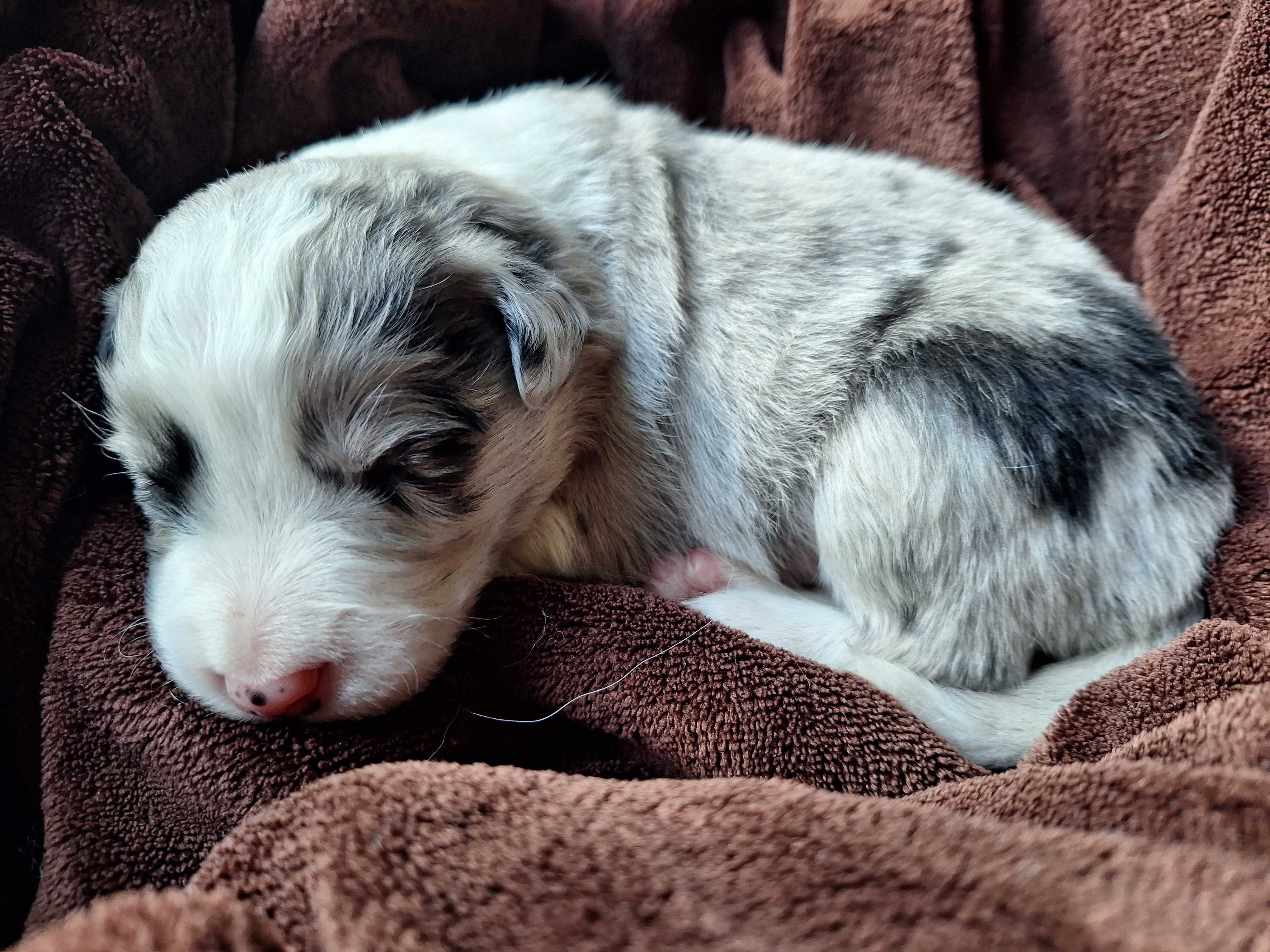 Piesek Border Collie Blue Merle