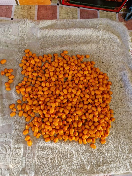 Продам  свіжу ягоду обліпихи