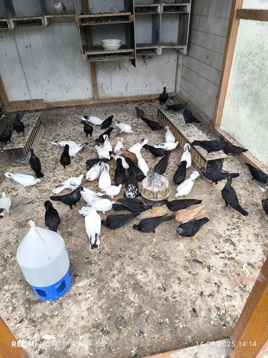 Gołębie Wiedeńskie czarne białe