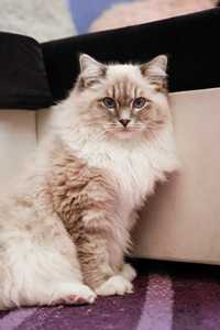 Ragdoll reproduktor blue mitted lynx, FPL