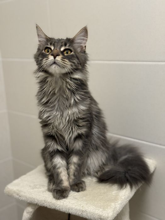 МейнКун девочка